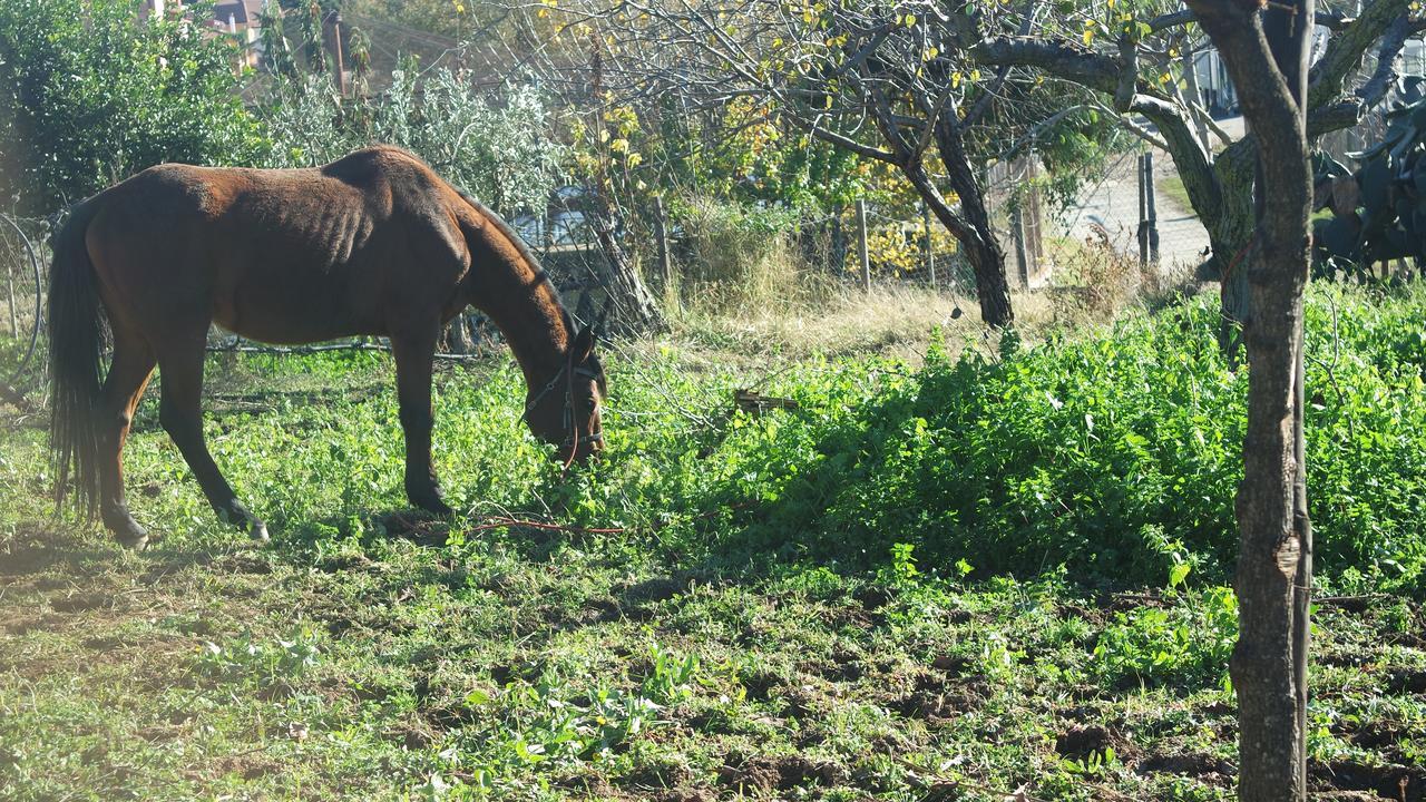 Agriturismo Masseria I Risi Pension SantʼEufemia Lamezia Buitenkant foto
